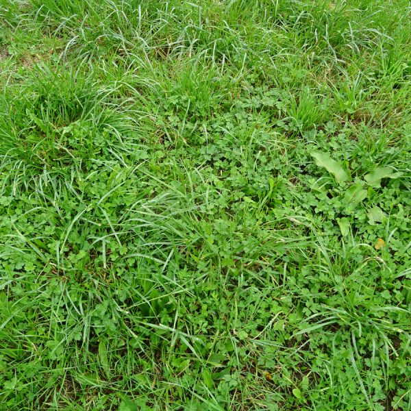 Zweibrücken Bickenalb